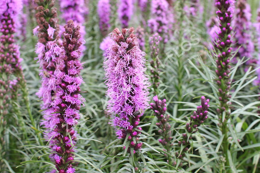 Šuškarda 'Kobold' - Liatris spicata 'Kobold'