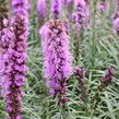 Šuškarda 'Kobold' - Liatris spicata 'Kobold'