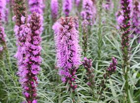Šuškarda 'Kobold' - Liatris spicata 'Kobold'