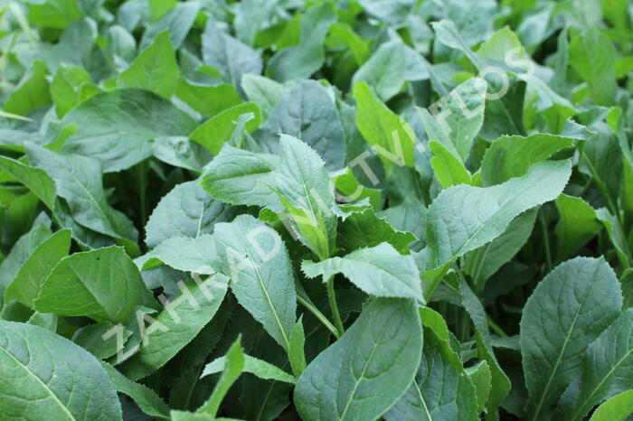 Večernice vonná albiflora - Hesperis matronalis albiflora