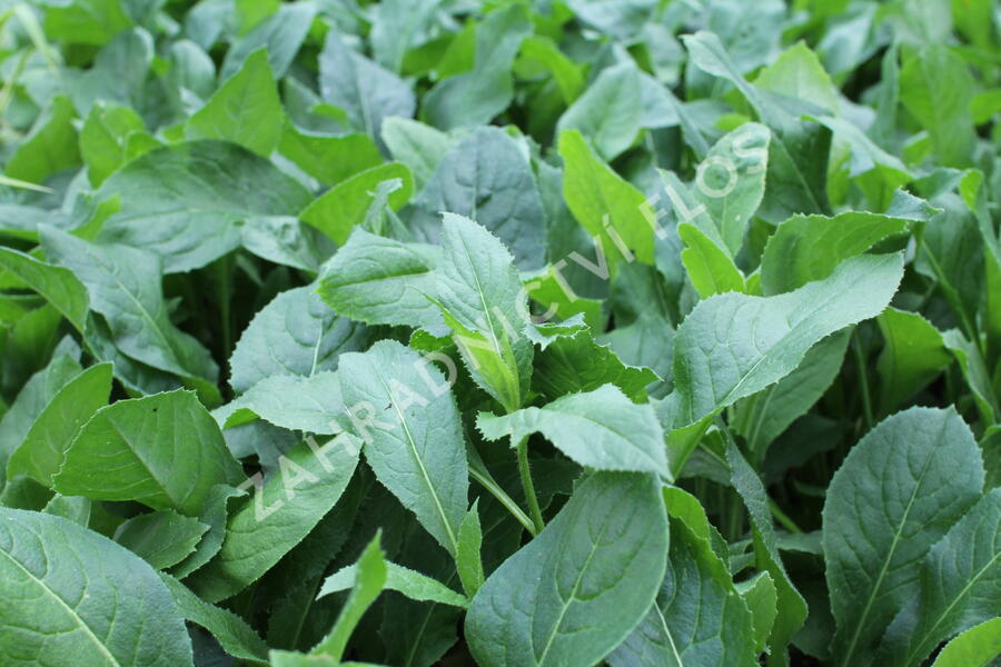 Večernice vonná albiflora - Hesperis matronalis albiflora