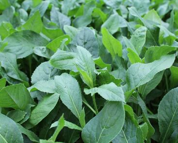 Večernice vonná albiflora