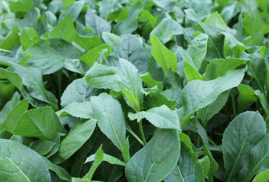 Večernice vonná albiflora - Hesperis matronalis albiflora