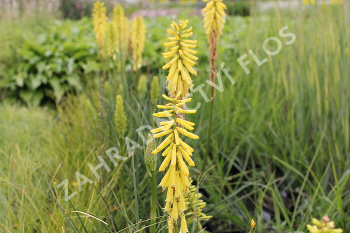 Kleopatřina jehla 'Popsicle Lemon' - Kniphofia uvaria 'Popsicle Lemon'