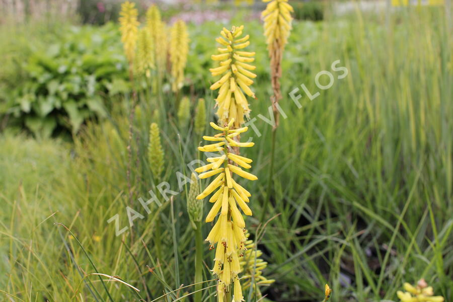 Kleopatřina jehla 'Popsicle Lemon' - Kniphofia uvaria 'Popsicle Lemon'