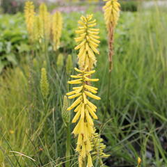 Kleopatřina jehla 'Popsicle Lemon' - Kniphofia uvaria 'Popsicle Lemon'