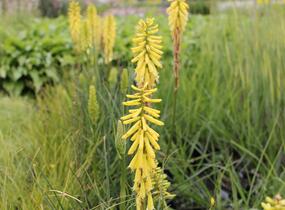 Kleopatřina jehla 'Popsicle Lemon' - Kniphofia uvaria 'Popsicle Lemon'