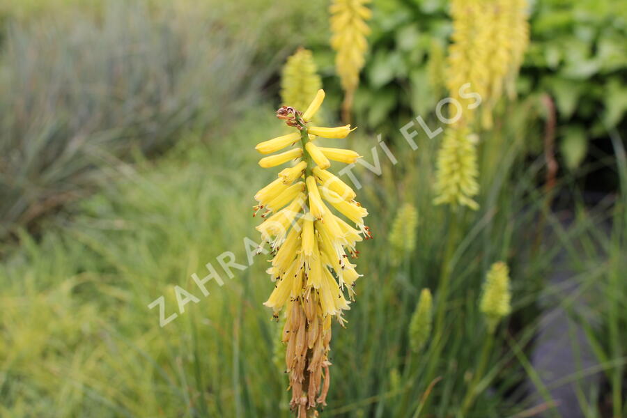 Kleopatřina jehla 'Popsicle Lemon' - Kniphofia uvaria 'Popsicle Lemon'