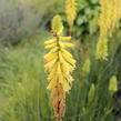 Kleopatřina jehla 'Popsicle Lemon' - Kniphofia uvaria 'Popsicle Lemon'