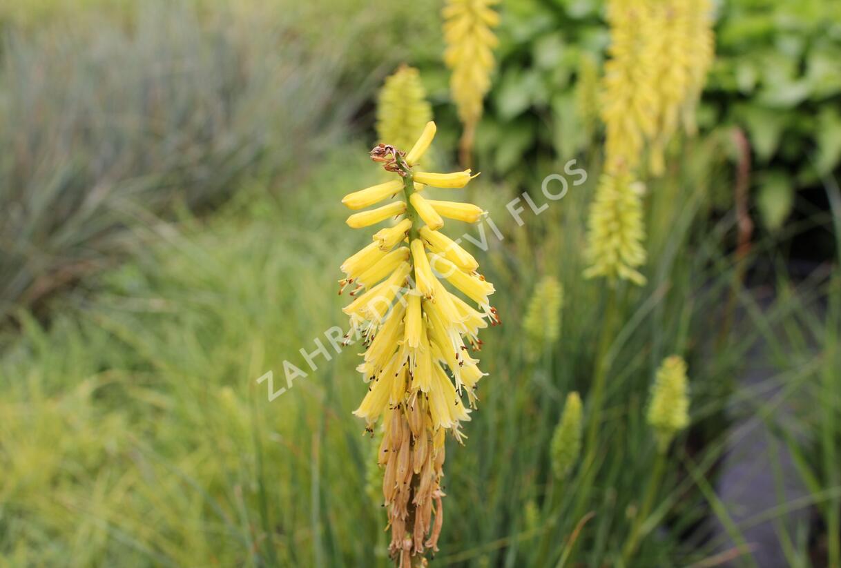 Kleopatřina jehla 'Popsicle Lemon' - Kniphofia uvaria 'Popsicle Lemon'