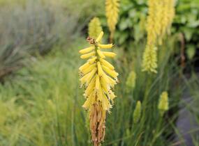Kleopatřina jehla 'Popsicle Lemon' - Kniphofia uvaria 'Popsicle Lemon'