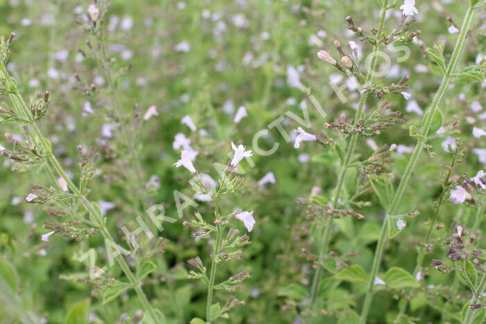 Marulka lékařská - Calamintha nepeta