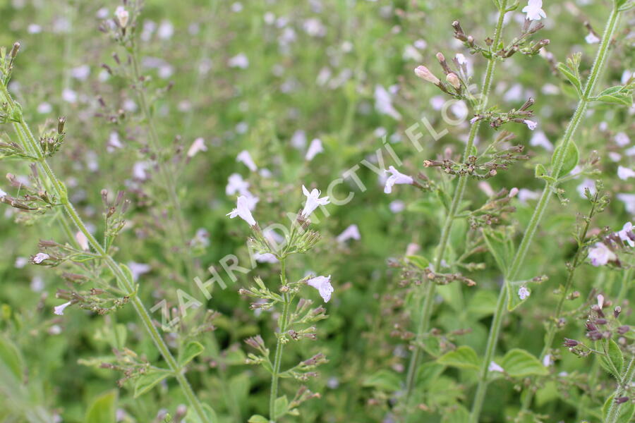 Marulka lékařská - Calamintha nepeta