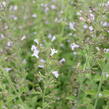 Marulka lékařská - Calamintha nepeta