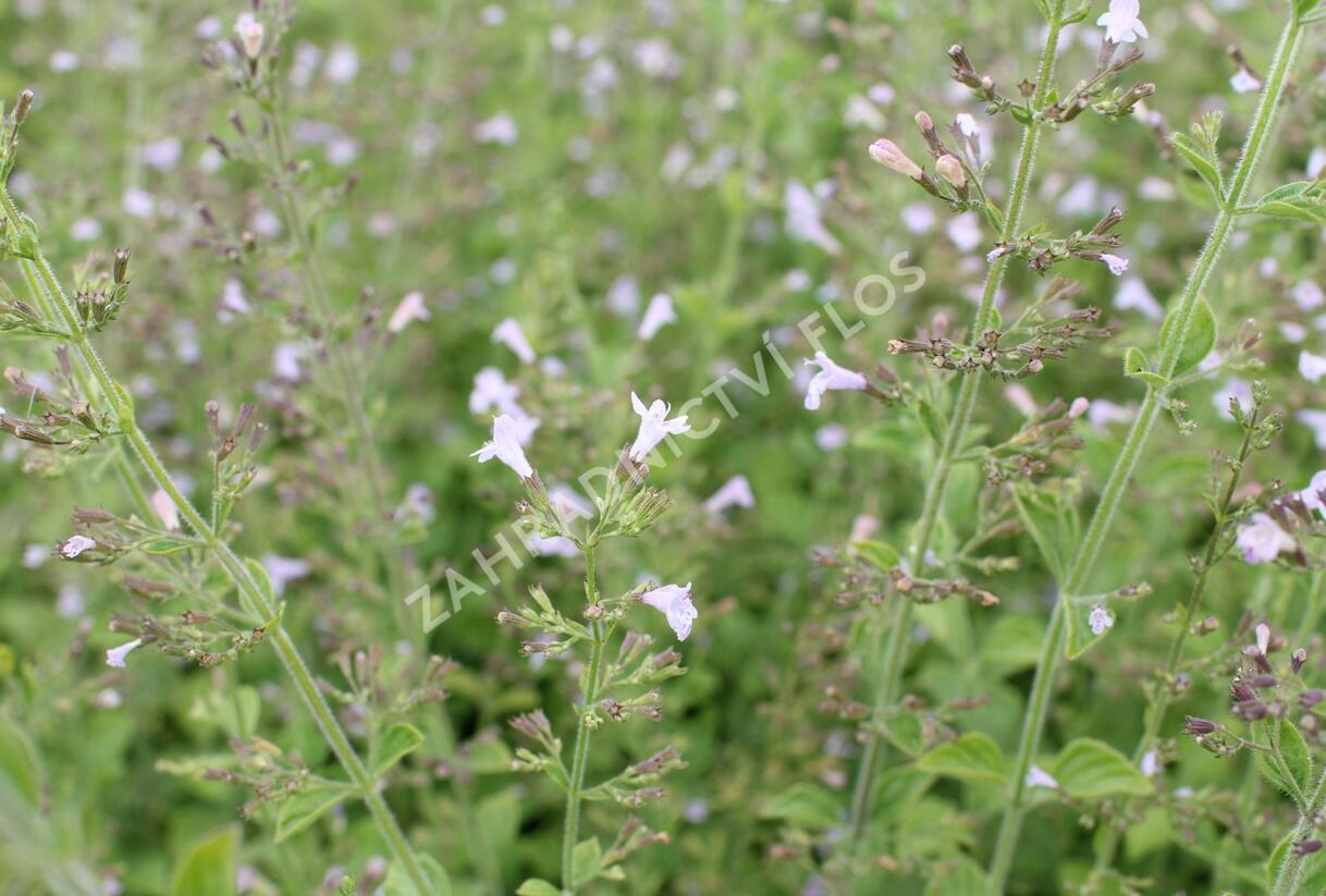 Marulka lékařská - Calamintha nepeta