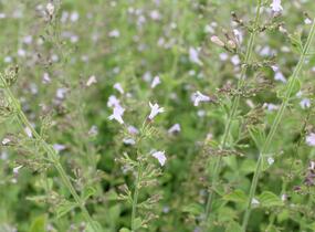 Marulka lékařská - Calamintha nepeta