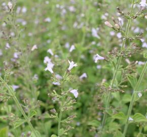 Marulka lékařská - Calamintha nepeta