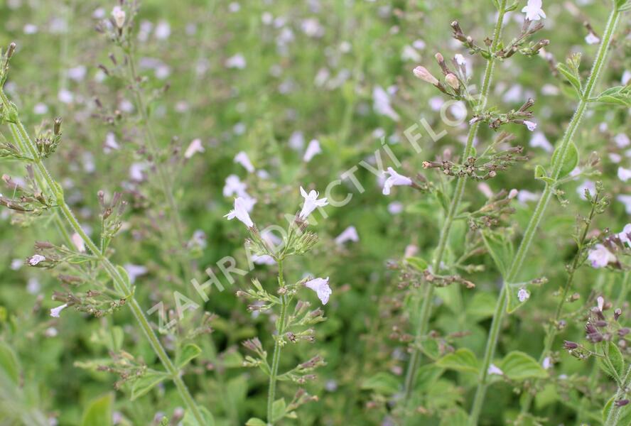 Marulka lékařská - Calamintha nepeta