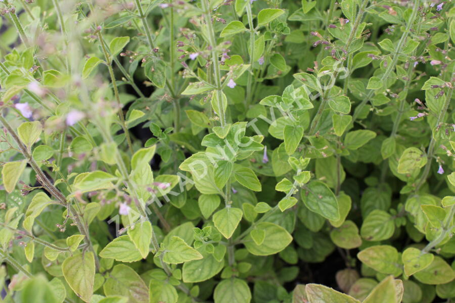 Marulka lékařská - Calamintha nepeta