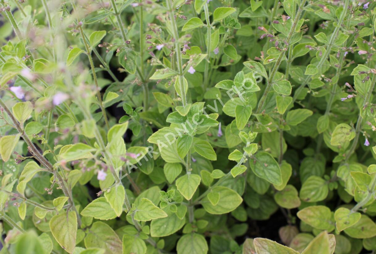Marulka lékařská - Calamintha nepeta