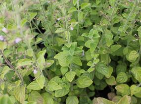 Marulka lékařská - Calamintha nepeta