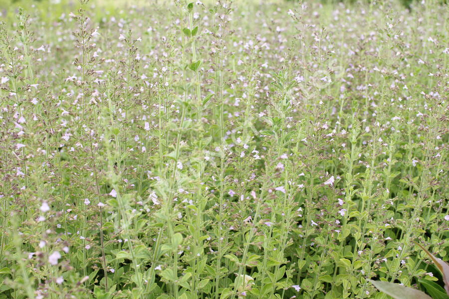 Marulka lékařská - Calamintha nepeta