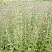 Marulka lékařská - Calamintha nepeta