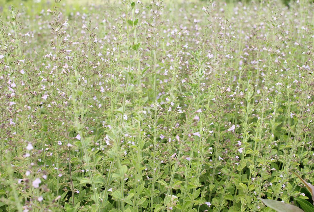 Marulka lékařská - Calamintha nepeta
