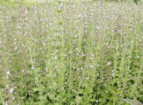 Marulka lékařská - Calamintha nepeta