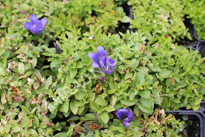 Hořec 'Luis Easy Blue' - Gentiana hybrida 'Luis Easy Blue'