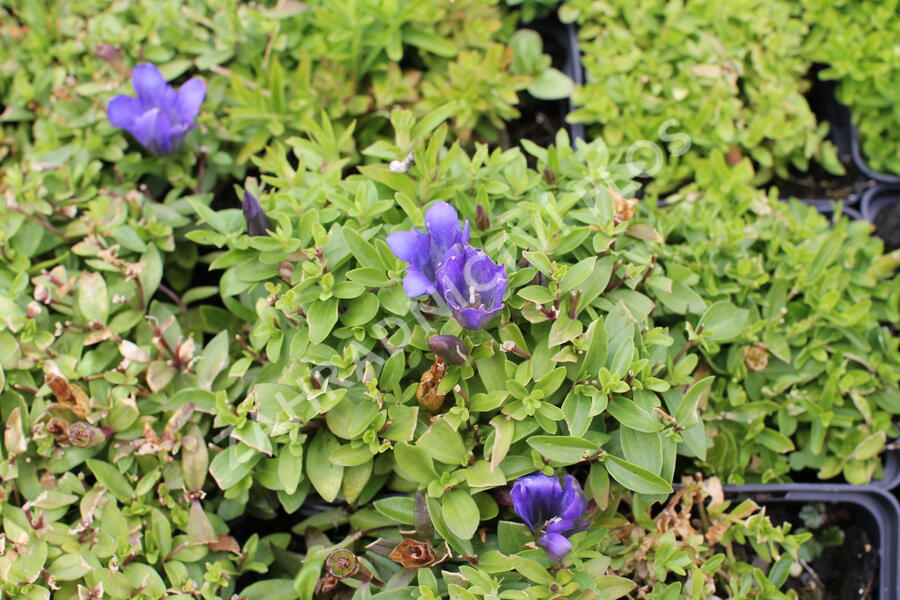 Hořec 'Luis Easy Blue' - Gentiana hybrida 'Luis Easy Blue'