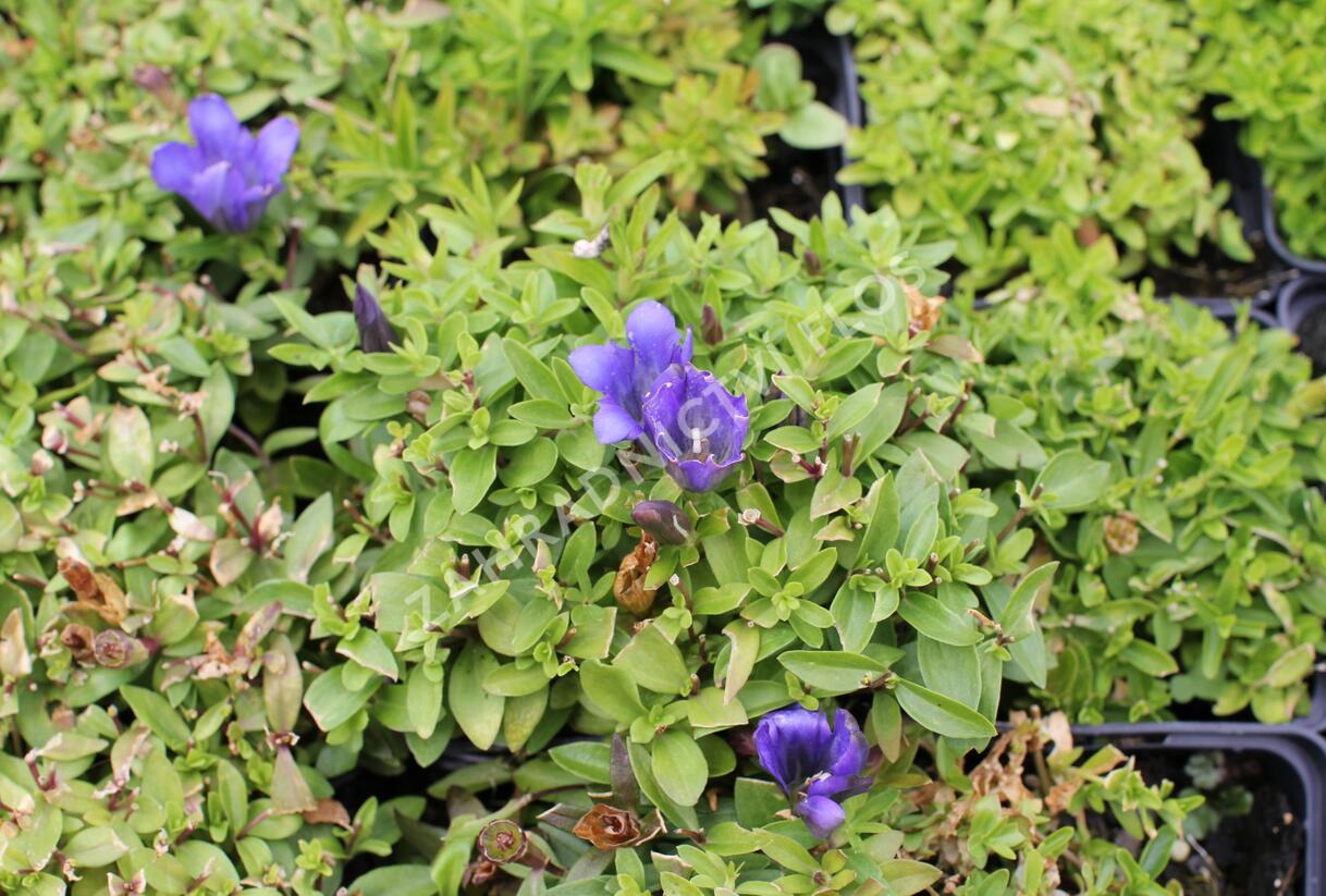 Hořec 'Luis Easy Blue' - Gentiana hybrida 'Luis Easy Blue'