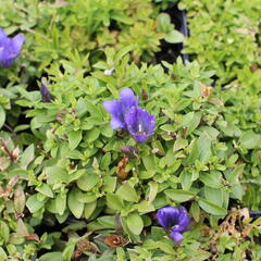 Hořec 'Luis Easy Blue' - Gentiana hybrida 'Luis Easy Blue'