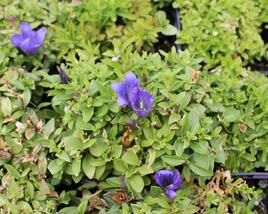 Hořec 'Luis Easy Blue'