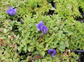 Hořec 'Luis Easy Blue' - Gentiana hybrida 'Luis Easy Blue'