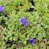 horec-luis-easy-blue.jpg