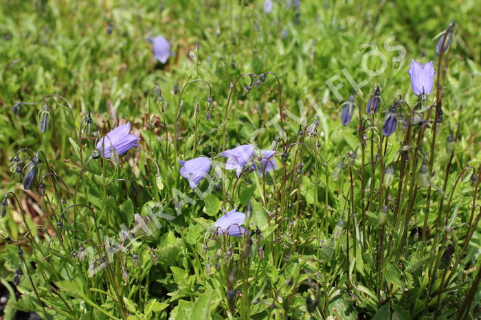 Zvonek lžičkolistý 'Bavaria Blue' - Campanula cochleariifolia 'Bavaria Blue'