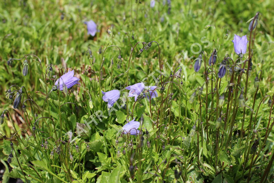 Zvonek lžičkolistý 'Bavaria Blue' - Campanula cochleariifolia 'Bavaria Blue'