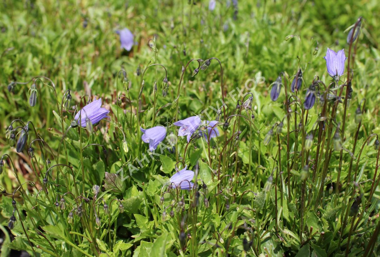 Zvonek lžičkolistý 'Bavaria Blue' - Campanula cochleariifolia 'Bavaria Blue'