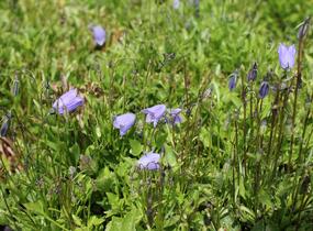 Zvonek lžičkolistý 'Bavaria Blue' - Campanula cochleariifolia 'Bavaria Blue'