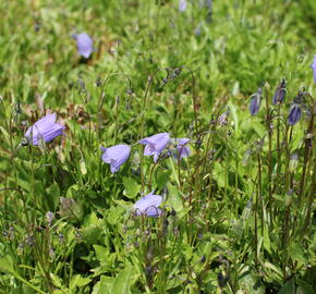 Zvonek lžičkolistý 'Bavaria Blue' - Campanula cochleariifolia 'Bavaria Blue'