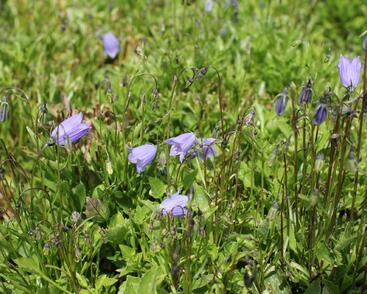 Zvonek lžičkolistý 'Bavaria Blue'