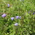 zvonek-lzickolisty-bavaria-blue.jpg