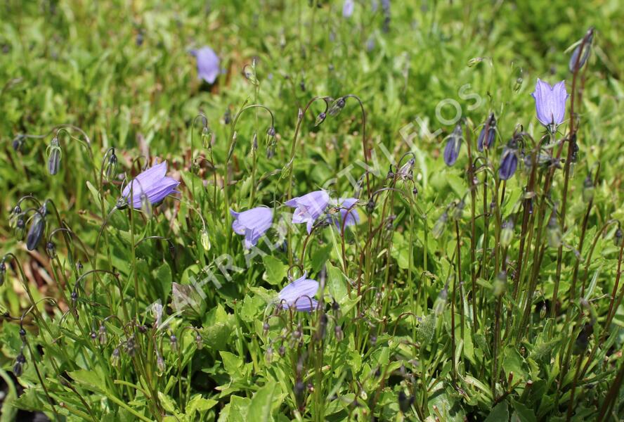 Zvonek lžičkolistý 'Bavaria Blue' - Campanula cochleariifolia 'Bavaria Blue'