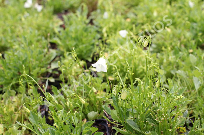 Zvonek lžičkolistý 'Bavaria White' - Campanula cochleariifolia 'Bavaria White'