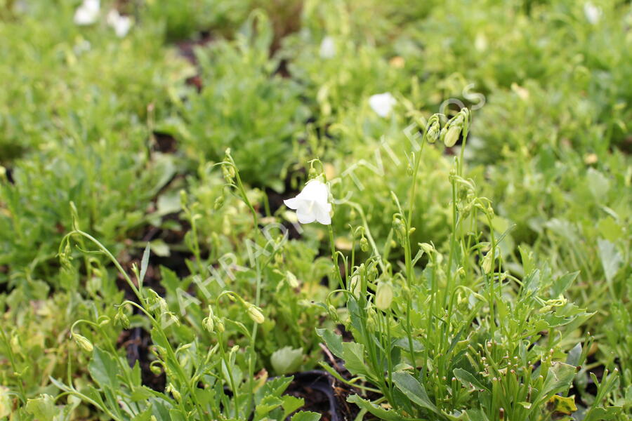 Zvonek lžičkolistý 'Bavaria White' - Campanula cochleariifolia 'Bavaria White'