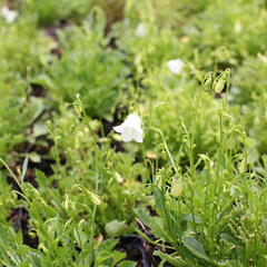 Zvonek lžičkolistý 'Bavaria White' - Campanula cochleariifolia 'Bavaria White'