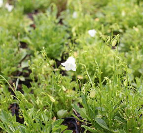 Zvonek lžičkolistý 'Bavaria White' - Campanula cochleariifolia 'Bavaria White'