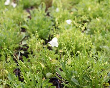 Zvonek lžičkolistý 'Bavaria White'