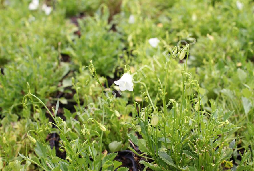 Zvonek lžičkolistý 'Bavaria White' - Campanula cochleariifolia 'Bavaria White'